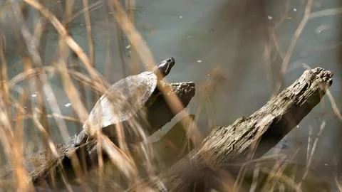 A turtle is sitting on a log in the water Stock Photos