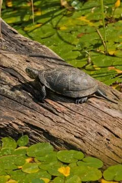 Turtle sitting Stock Photos