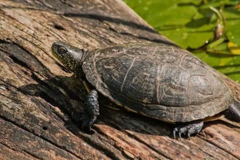 Turtle sitting Stock Photos