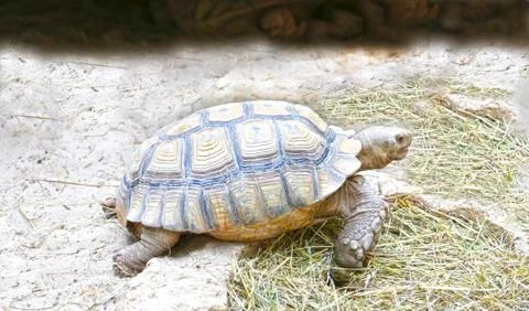 Turtle sitting on the sand Stock Photos