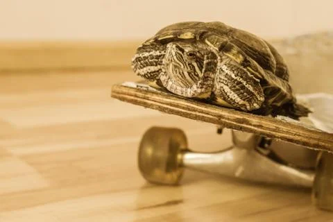 Turtle on a skateboard. Stock Photos