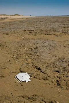Turtle skeleton on a sandy beach. nabq national park, red sea, e 库存照片