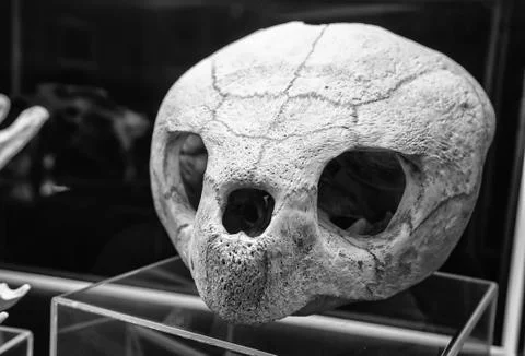 Turtle skull Stock Photos