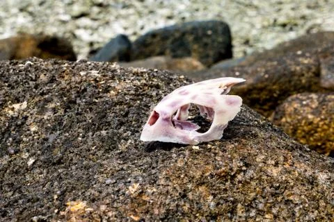 Turtle skull on a rock Stock Photos