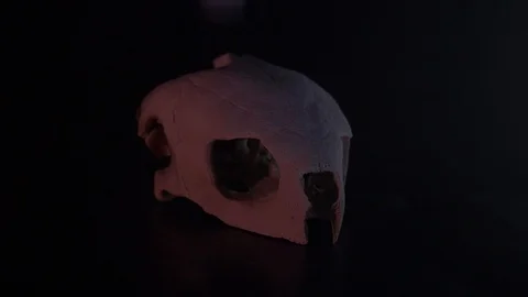 Turtle Skull Smoke Neon Side Lighting Slow Motion 動画素材 97453707
