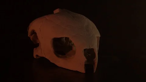Turtle Skull Smoke Red Side Lighting 4K 動画素材 97453868