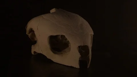 Turtle Skull Smoke Side Lighting 4K 動画素材 97454040