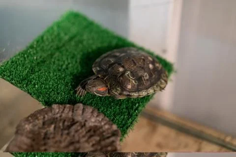 Turtle is sleeping sitting on the grass Stock-Fotos