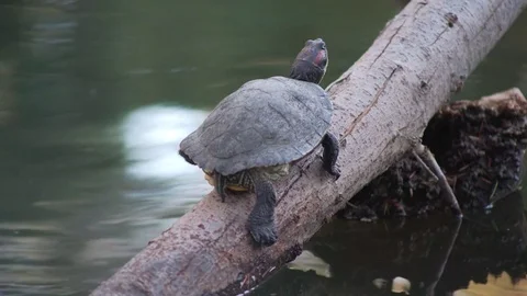 Turtle Slips Off Tree Stock-Footage 70247058