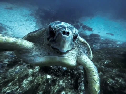 Turtle SloMo Stock Footage 276660926