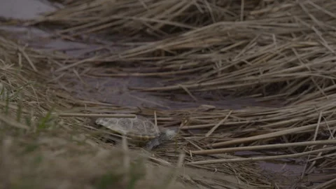 Turtle slowly approaching a stream Stock Footage 310026118