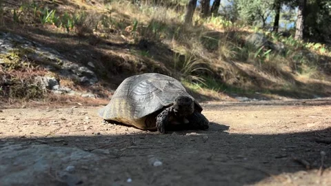 Turtle slowly moving along forest path Stock Footage 285635435