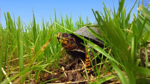 Turtle Slowly Moving in the Grass Stock Photos