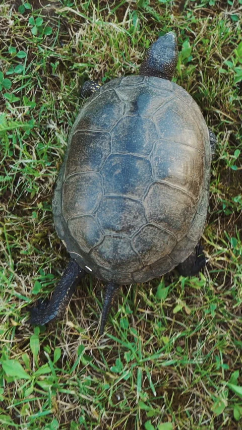 Turtle slowly moving through the green grass.  Stock Footage 302261210
