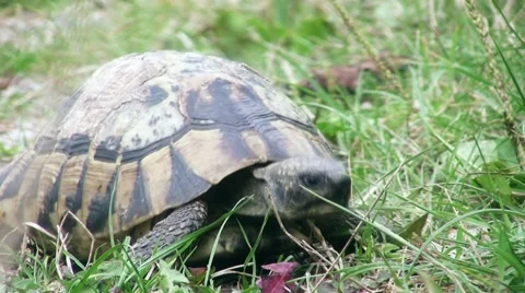 Turtle slowly walking on the green grass Stock Footage 57327487