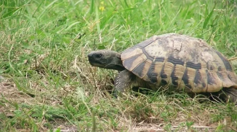 Turtle slowly walking on the green grass Stockbeeldmateriaal 57327511