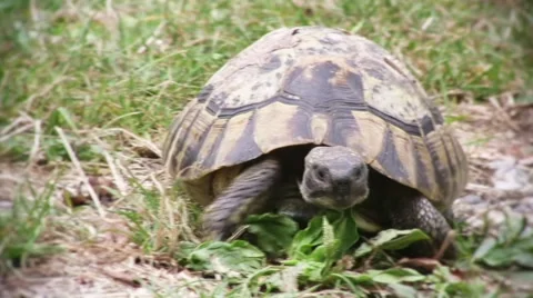 Turtle slowly walking on the green grass 스톡 동영상 57327535