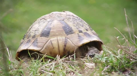 Turtle slowly walking on the green grass Видео 57327554