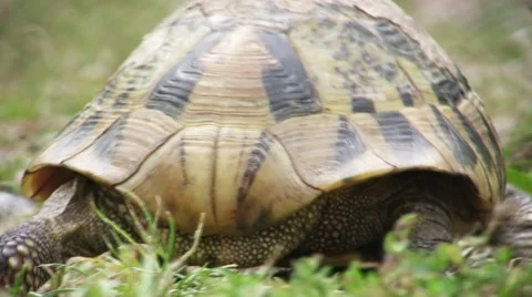 Turtle slowly walking on the green grass Видео 57327571