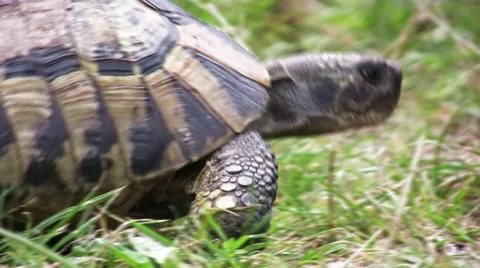 Turtle slowly walking on the green grass Stock Footage 57327586