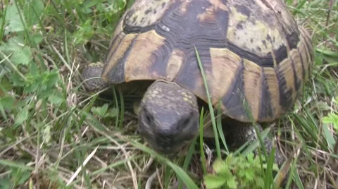 Turtle slowly walking on the green grass Vídeo Stock 57327608