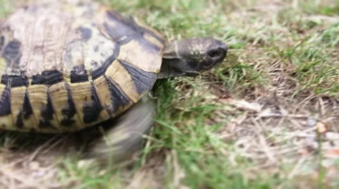 Turtle slowly walking on the green grass Stockbeeldmateriaal 57327649