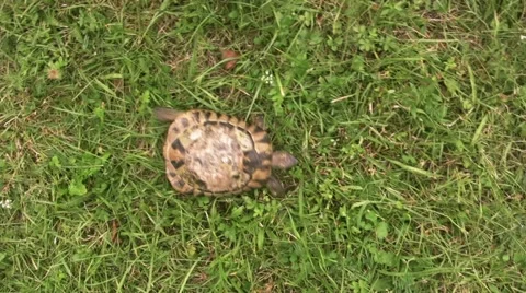 Turtle slowly walking on the green grass Video stock 57327690