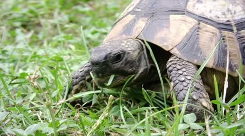 Turtle slowly walking on the green grass 库存影片 57327773