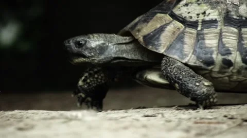 Turtle slowly walking on the green grass Stockbeeldmateriaal 57327837
