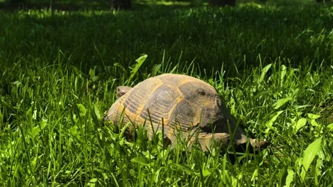 A Turtle Slowly Walking on Green Grass Stock Footage 311159587