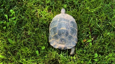 A Turtle Slowly Walking on Green Grass Stock Footage 311159717