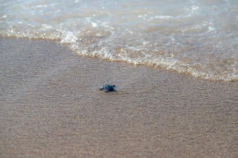 The turtle is small on the seashore. Selective focus. Stock Photos