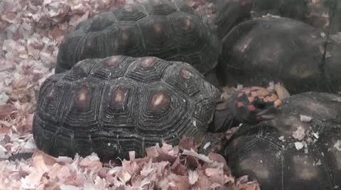 Turtle small in terrarium Stock Footage 15526564