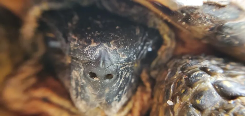 Turtle smile Foto stock