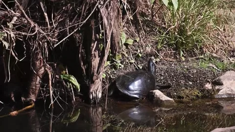 Turtle with a smooth black shell near the bank in Ranthambore national park Stock Footage 257200509
