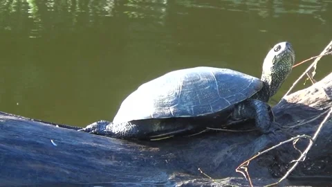 Turtle on a snag, on the river, summer 스톡 동영상 158291710