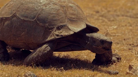 Turtle in South Africa Stock Footage 283538522