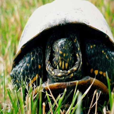 Turtle with spider on its face, Closeup, 4K Stock Footage 69526016