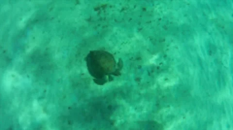 Turtle spiral approach cu Stock Footage 24356963