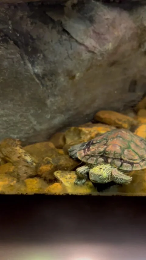 Turtle in St. Louis Zoo Stock Footage 169127924