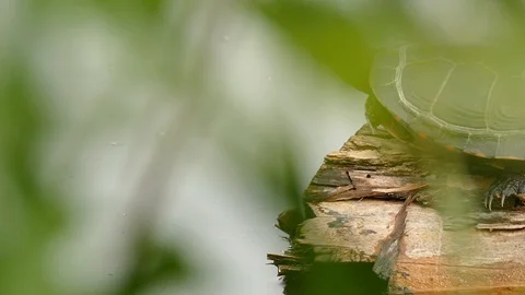 Turtle standing on log decides to leave and plunge into the quiet water - HD Video stock 91287562