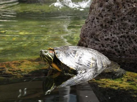 Turtle stare reflection Stock Photos
