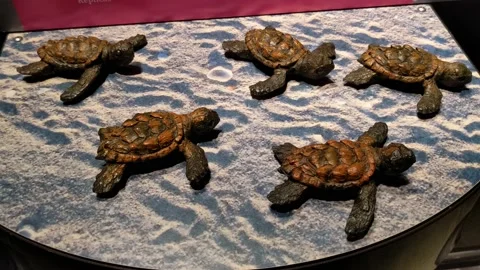 Turtle Statue Objects Stock Footage 169410599