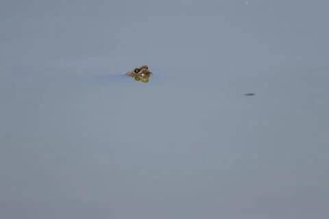 Turtle sticking its head out of the water. 库存照片