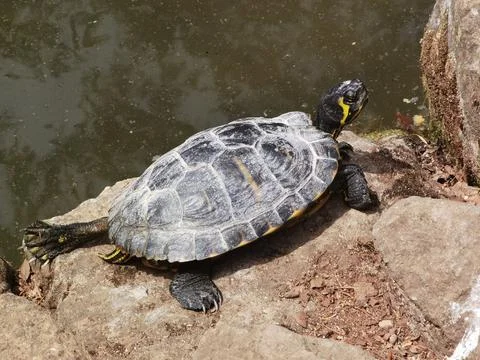 Turtle on a stone Stock Photos