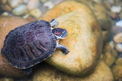 Turtle on a stone in water Foto stock