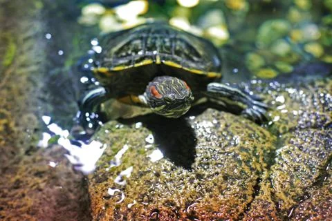 Turtle on stones Stock Photos