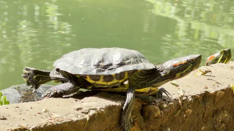 A Turtle Stretches on a Concrete Ledge Above a Spring City Park Pond Stock Footage 335599313