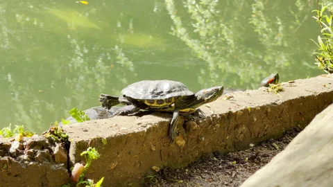 A Turtle Stretches Its Hind Leg While Basking on a High Concrete Wall by a Pond Stock Footage 335914406