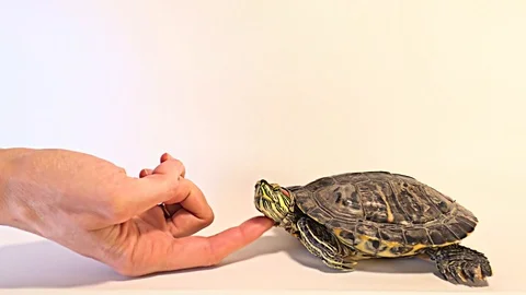 The turtle is stroked on the neck and is happy with pleasure Stock Footage 124039725